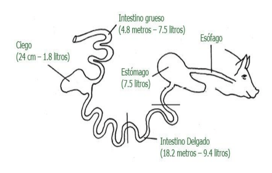 Estrategias de alimentacion y manejo de lechones durante las fases de Pre-inicio e Inicio - Image 6