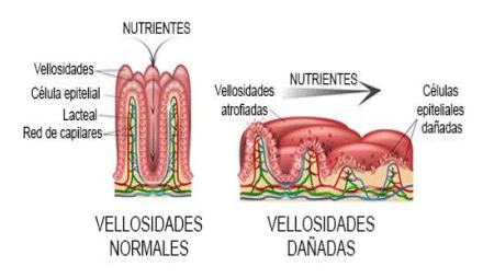 Estrategias de alimentacion y manejo de lechones durante las fases de Pre-inicio e Inicio - Image 5
