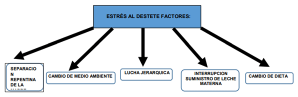 Estrategias de alimentacion y manejo de lechones durante las fases de Pre-inicio e Inicio - Image 7