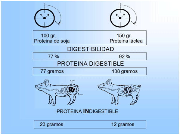 Estrategias de alimentacion y manejo de lechones durante las fases de Pre-inicio e Inicio - Image 1