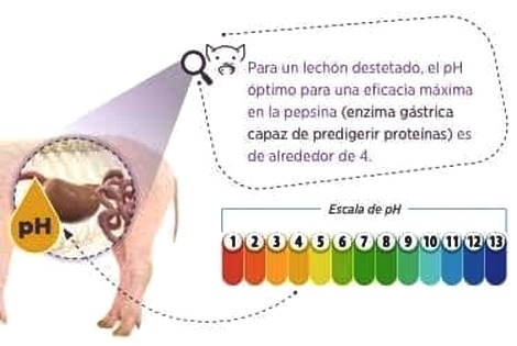 Estrategias de alimentacion y manejo de lechones durante las fases de Pre-inicio e Inicio - Image 2