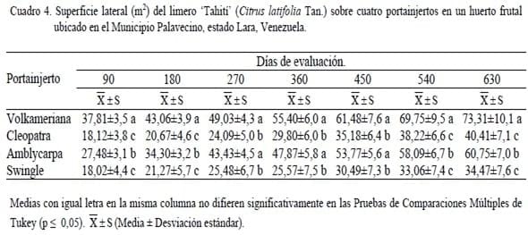Crecimiento del limero ‘Tahití’ (Citrus latifolia Tan.) y desarrollo del fruto sobre cuatro portainjertos en un huerto frutal ubicado en el Municipio Palavecino, estado Lara, Venezuela - Image 4