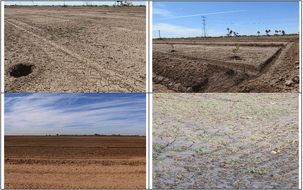 NIVELACIÓN DE UN TERRENO AGRÍCOLA PARA FRUTALES. Demostración gráfica de maquinaria y topografía. Siete de siete - Image 7