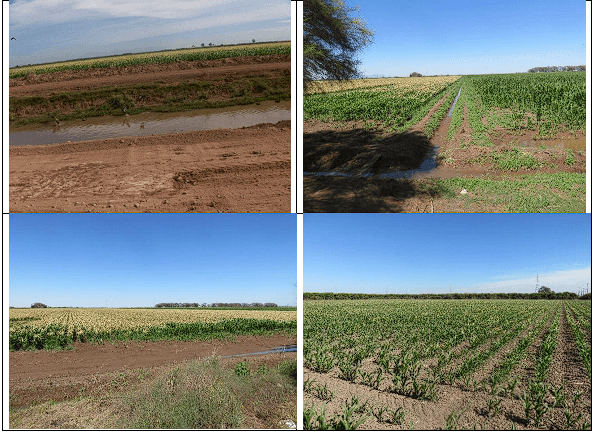 MAÍZ. Demostración gráfica para establecer el cultivo de Zea mays con riego agrícola, implementando un paquete tecnológico y prácticas agronómicas sostenibles. Seis de siete. - Image 10