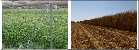 MAÍZ. Demostración gráfica para establecer el cultivo de Zea mays con riego agrícola, implementando un paquete tecnológico y prácticas agronómicas sostenibles. Seis de siete. - Image 4