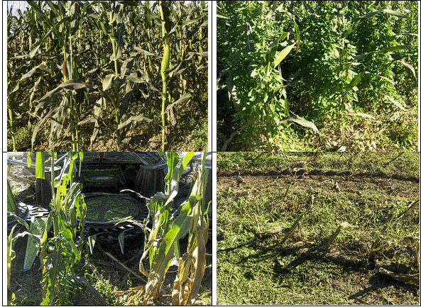 MAÍZ. Demostración gráfica para establecer el cultivo de Zea mays con riego agrícola, implementando un paquete tecnológico y prácticas agronómicas sostenibles. Seis de siete. - Image 7