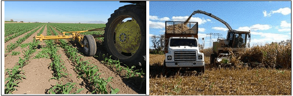 MAÍZ. Demostración gráfica para establecer el cultivo de Zea mays con riego agrícola, implementando un paquete tecnológico y prácticas agronómicas sostenibles. Seis de siete. - Image 1