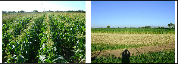 MAÍZ. Demostración gráfica para establecer el cultivo de Zea mays con riego agrícola, implementando un paquete tecnológico y prácticas agronómicas sostenibles. Seis de siete. - Image 3