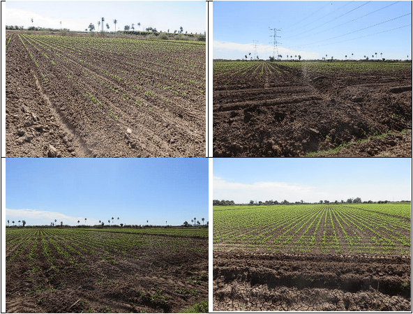 MAÍZ. Demostración gráfica para establecer el cultivo de Zea mays con riego agrícola, implementando un paquete tecnológico y prácticas agronómicas sostenibles. Seis de siete. - Image 11