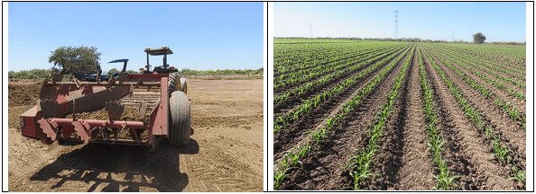 MAÍZ. Demostración gráfica para establecer el cultivo de Zea mays con riego agrícola, implementando un paquete tecnológico y prácticas agronómicas sostenibles. Seis de siete. - Image 6