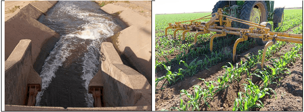 MAÍZ. Demostración gráfica para establecer el cultivo de Zea mays con riego agrícola, implementando un paquete tecnológico y prácticas agronómicas sostenibles. Seis de siete. - Image 5