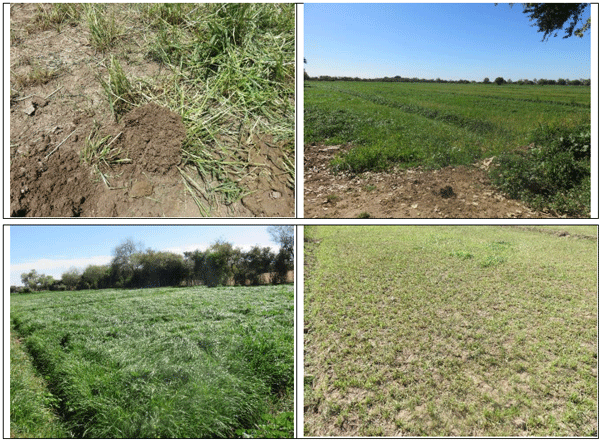 RYE GRASS. Demostración gráfica para establecer una pradera de ballico italiano Lolium multiflorum con riego agrícola, implementando un paquete tecnológico y prácticas agronómicas sostenibles. Uno de siete - Image 7