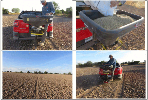 RYE GRASS. Demostración gráfica para establecer una pradera de ballico italiano Lolium multiflorum con riego agrícola, implementando un paquete tecnológico y prácticas agronómicas sostenibles. Uno de siete - Image 3