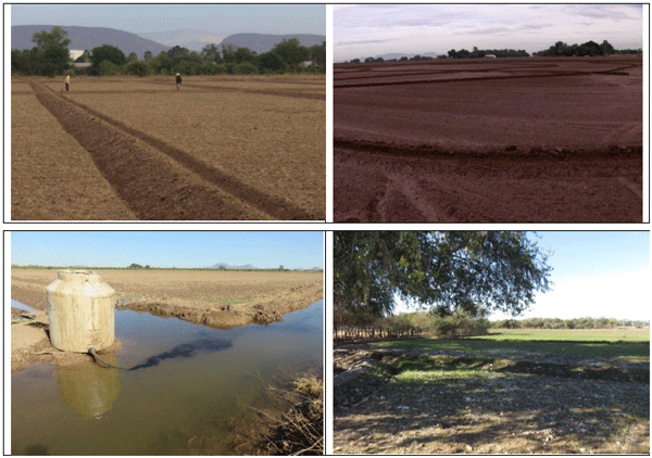 RYE GRASS. Demostración gráfica para establecer una pradera de ballico italiano Lolium multiflorum con riego agrícola, implementando un paquete tecnológico y prácticas agronómicas sostenibles. Uno de siete - Image 2