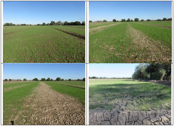 RYE GRASS. Demostración gráfica para establecer una pradera de ballico italiano Lolium multiflorum con riego agrícola, implementando un paquete tecnológico y prácticas agronómicas sostenibles. Uno de siete - Image 6