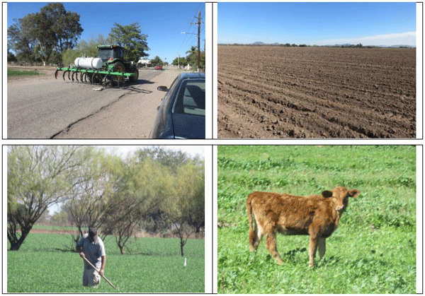 RYE GRASS. Demostración gráfica para establecer una pradera de ballico italiano Lolium multiflorum con riego agrícola, implementando un paquete tecnológico y prácticas agronómicas sostenibles. Uno de siete - Image 4