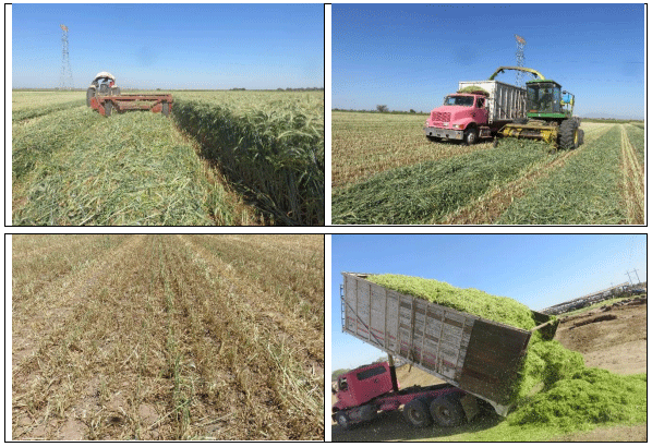 AVENA FORRAJERA. Demostración gráfica para establecer una pradera de Avena sativa con riego agrícola, implementando un paquete tecnológico y prácticas agronómicas sostenibles. Dos de siete - Image 2