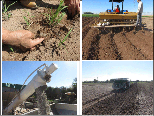AVENA FORRAJERA. Demostración gráfica para establecer una pradera de Avena sativa con riego agrícola, implementando un paquete tecnológico y prácticas agronómicas sostenibles. Dos de siete - Image 6