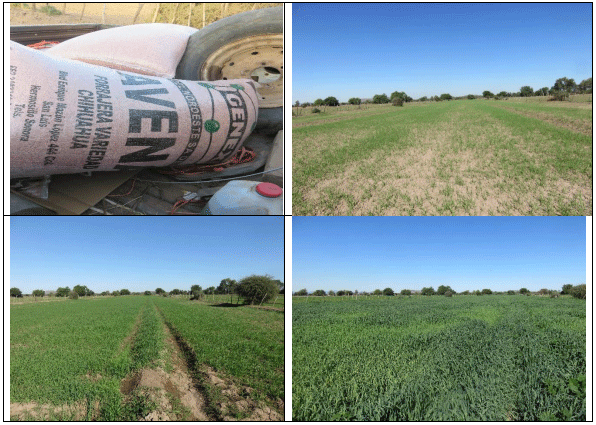 AVENA FORRAJERA. Demostración gráfica para establecer una pradera de Avena sativa con riego agrícola, implementando un paquete tecnológico y prácticas agronómicas sostenibles. Dos de siete - Image 5