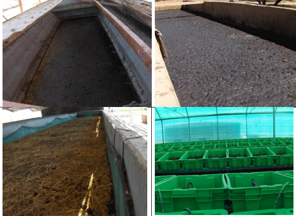 AVENA FORRAJERA. Demostración gráfica para establecer una pradera de Avena sativa con riego agrícola, implementando un paquete tecnológico y prácticas agronómicas sostenibles. Dos de siete - Image 3