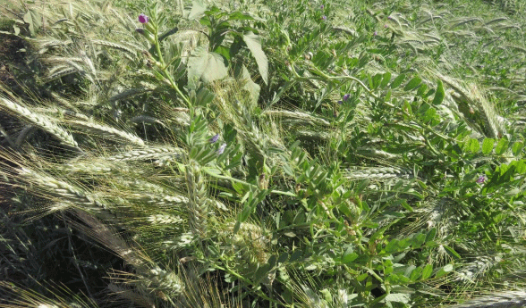 Esta foto es la asociación de triticale con veza para corte.