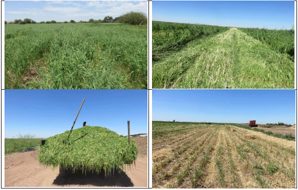 AVENA FORRAJERA. Demostración gráfica para establecer una pradera de Avena sativa con riego agrícola, implementando un paquete tecnológico y prácticas agronómicas sostenibles. Dos de siete - Image 8