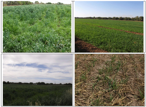 AVENA FORRAJERA. Demostración gráfica para establecer una pradera de Avena sativa con riego agrícola, implementando un paquete tecnológico y prácticas agronómicas sostenibles. Dos de siete - Image 1