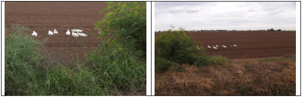 AVENA FORRAJERA. Demostración gráfica para establecer una pradera de Avena sativa con riego agrícola, implementando un paquete tecnológico y prácticas agronómicas sostenibles. Dos de siete - Image 7