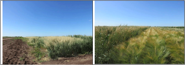 Variedades del Campo Experimental Ernest Norman Borlaug Vaala en el CENEB del Valle del Yaqui, Cajeme Sonora, México.