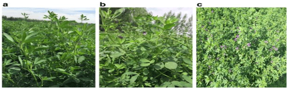 ALFALFA. Demostración gráfica para establecer una pradera de Medicago sativa con riego agrícola, implementando un paquete tecnológico y prácticas agronómicas sostenibles. Tres de site. - Image 3