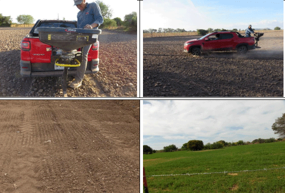 ALFALFA. Demostración gráfica para establecer una pradera de Medicago sativa con riego agrícola, implementando un paquete tecnológico y prácticas agronómicas sostenibles. Tres de site. - Image 7