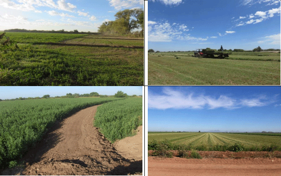ALFALFA. Demostración gráfica para establecer una pradera de Medicago sativa con riego agrícola, implementando un paquete tecnológico y prácticas agronómicas sostenibles. Tres de site. - Image 6