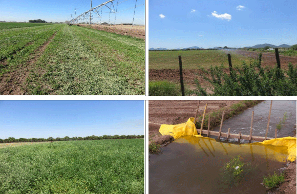 ALFALFA. Demostración gráfica para establecer una pradera de Medicago sativa con riego agrícola, implementando un paquete tecnológico y prácticas agronómicas sostenibles. Tres de site. - Image 8