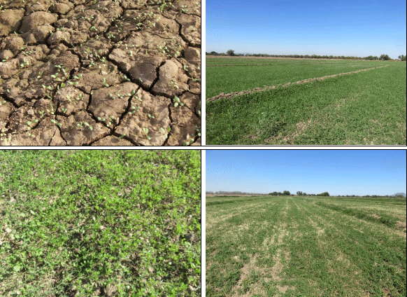 ALFALFA. Demostración gráfica para establecer una pradera de Medicago sativa con riego agrícola, implementando un paquete tecnológico y prácticas agronómicas sostenibles. Tres de site. - Image 9