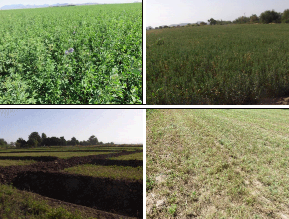 ALFALFA. Demostración gráfica para establecer una pradera de Medicago sativa con riego agrícola, implementando un paquete tecnológico y prácticas agronómicas sostenibles. Tres de site. - Image 10