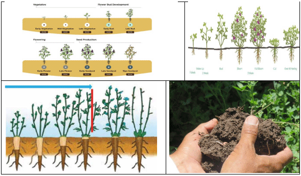 ALFALFA. Demostración gráfica para establecer una pradera de Medicago sativa con riego agrícola, implementando un paquete tecnológico y prácticas agronómicas sostenibles. Tres de site. - Image 2