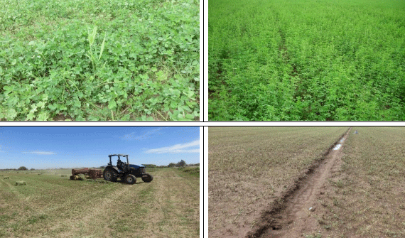 ALFALFA. Demostración gráfica para establecer una pradera de Medicago sativa con riego agrícola, implementando un paquete tecnológico y prácticas agronómicas sostenibles. Tres de site. - Image 4