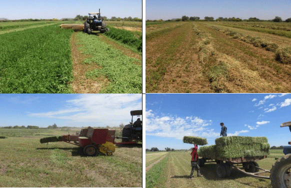 ALFALFA. Demostración gráfica para establecer una pradera de Medicago sativa con riego agrícola, implementando un paquete tecnológico y prácticas agronómicas sostenibles. Tres de site. - Image 1