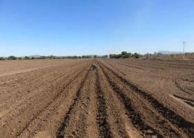 TRIGO. Demostración gráfica para establecer el cultivo de Triticum aestivum con riego agrícola, implementando un paquete tecnológico y prácticas agronómicas sostenibles. Cuatro de siete - Image 3