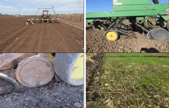 TRIGO. Demostración gráfica para establecer el cultivo de Triticum aestivum con riego agrícola, implementando un paquete tecnológico y prácticas agronómicas sostenibles. Cuatro de siete - Image 2