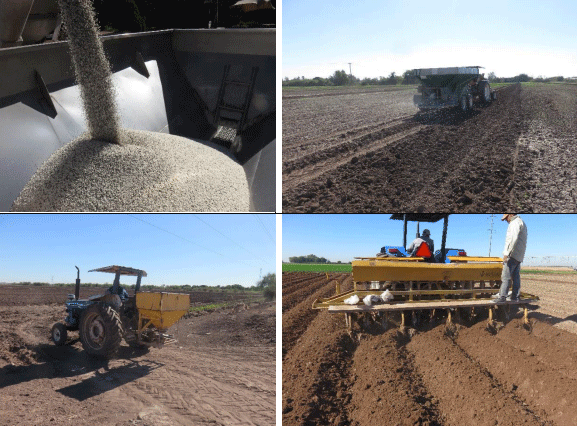 TRIGO. Demostración gráfica para establecer el cultivo de Triticum aestivum con riego agrícola, implementando un paquete tecnológico y prácticas agronómicas sostenibles. Cuatro de siete - Image 11