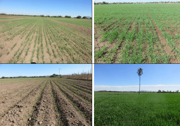 TRIGO. Demostración gráfica para establecer el cultivo de Triticum aestivum con riego agrícola, implementando un paquete tecnológico y prácticas agronómicas sostenibles. Cuatro de siete - Image 7