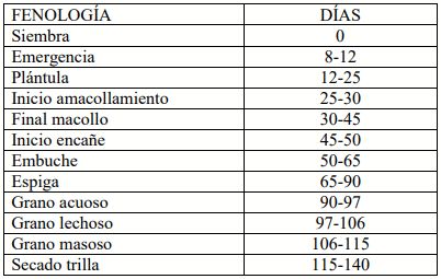 TRIGO. Demostración gráfica para establecer el cultivo de Triticum aestivum con riego agrícola, implementando un paquete tecnológico y prácticas agronómicas sostenibles. Cuatro de siete - Image 1