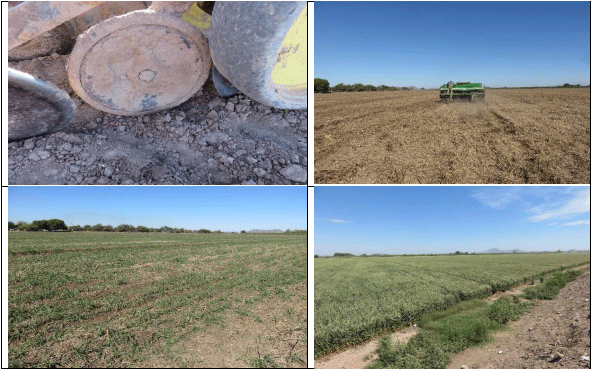 GUAR. Demostración gráfica para establecer trigo sobre guar Cyamopsis tetragonoloba con riego agrícola, implementando un paquete tecnológico y prácticas agronómicas sostenibles. Cinco de siete. - Image 4