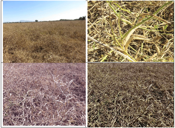 GUAR. Demostración gráfica para establecer trigo sobre guar Cyamopsis tetragonoloba con riego agrícola, implementando un paquete tecnológico y prácticas agronómicas sostenibles. Cinco de siete. - Image 2