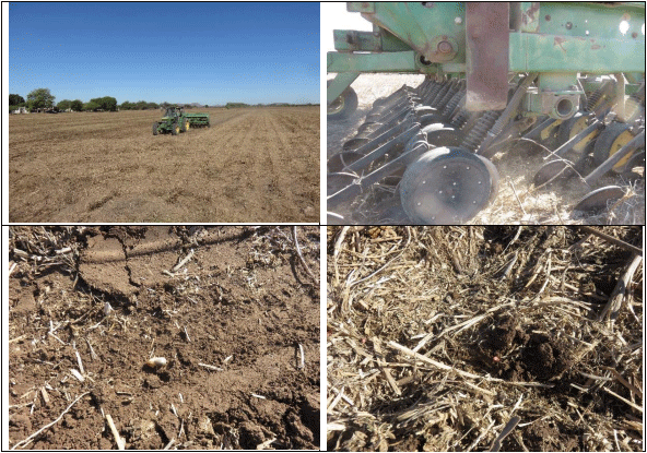 GUAR. Demostración gráfica para establecer trigo sobre guar Cyamopsis tetragonoloba con riego agrícola, implementando un paquete tecnológico y prácticas agronómicas sostenibles. Cinco de siete. - Image 3