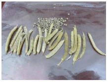 GUAR. Demostración gráfica para establecer trigo sobre guar Cyamopsis tetragonoloba con riego agrícola, implementando un paquete tecnológico y prácticas agronómicas sostenibles. Cinco de siete. - Image 1