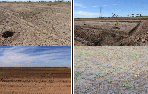 NIVELACIÓN DE UN TERRENO AGRÍCOLA PARA FRUTALES. Demostración gráfica de maquinaria y topografía. Siete de siete - Image 6