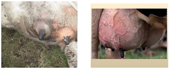 INTOXICACION por Nitritos - Ac Cianhídrico con diagnóstico diferencial de muerte súbita. Junio 2023 - Image 12