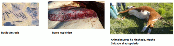 INTOXICACION por Nitritos - Ac Cianhídrico con diagnóstico diferencial de muerte súbita. Junio 2023 - Image 7